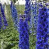 Delphinium Blue Buccaneers